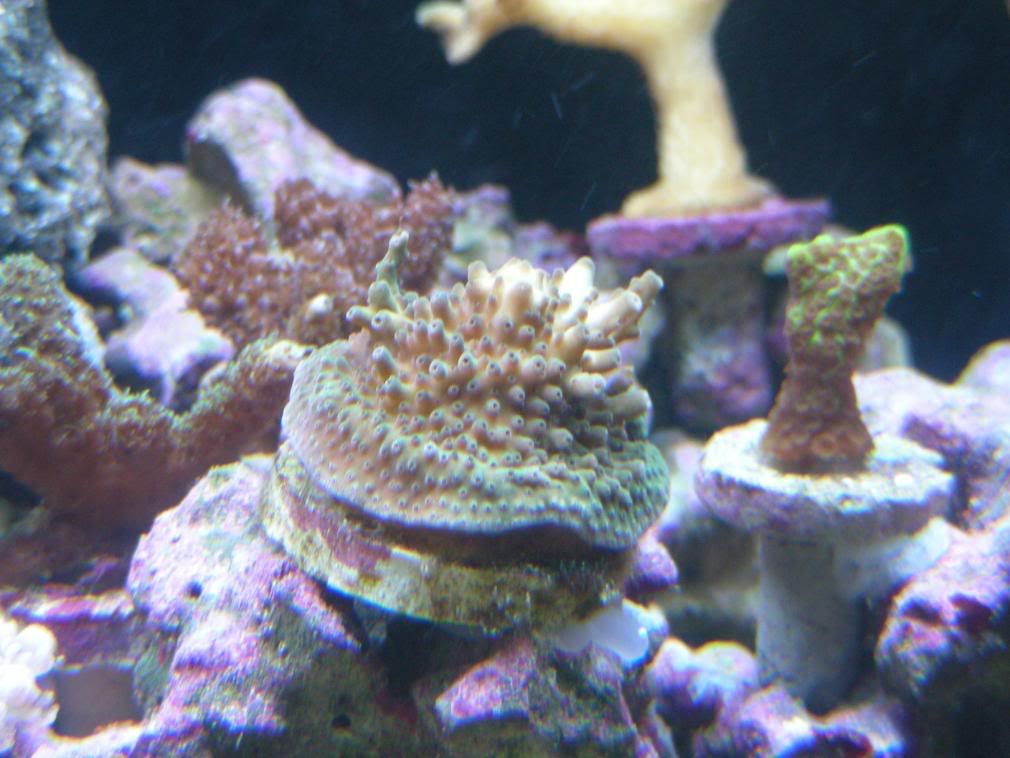 Corals8-9-08007.jpg