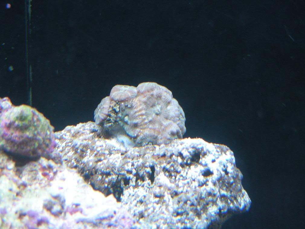 Corals8-9-08009.jpg