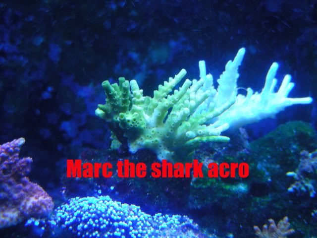 deadcorals003.jpg