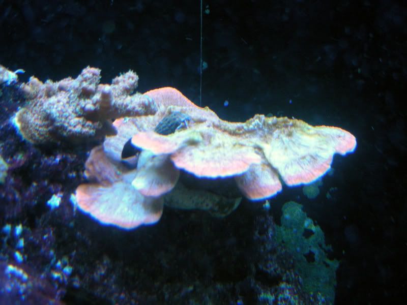 dyingcoral001.jpg