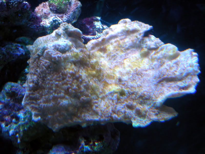 dyingcoral009.jpg