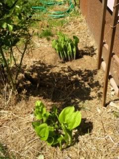 Both hostas