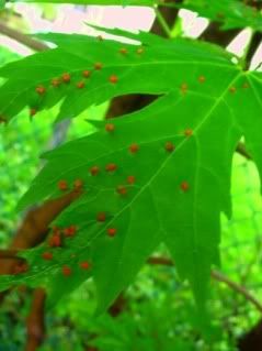 Hot red mulberry dots