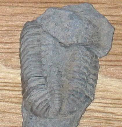 18miletrilobite1.jpg