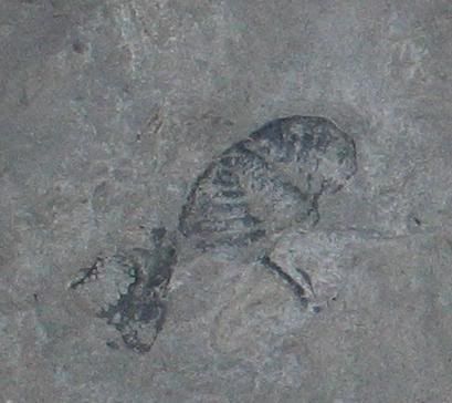 18miletrilobite2.jpg