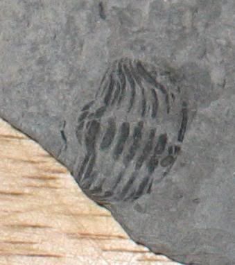 18miletrilobite3.jpg