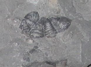 18miletrilobite4.jpg