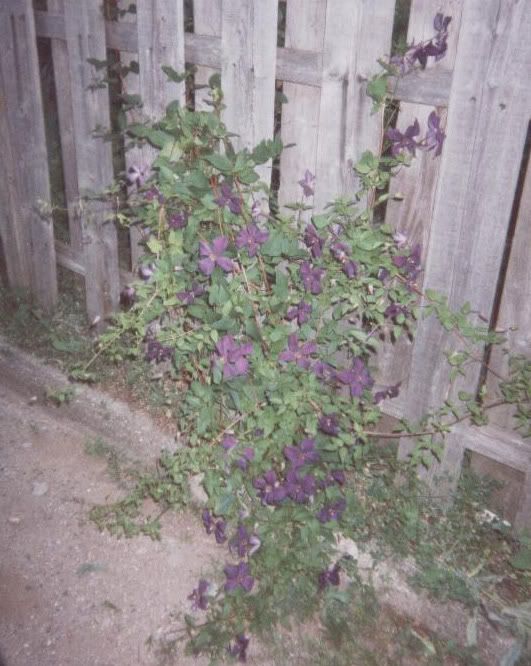 purpleflowers.jpg