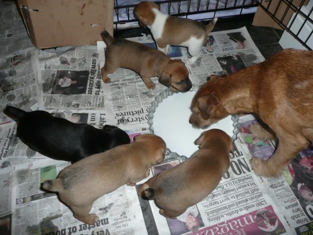 Pups002-1.jpg