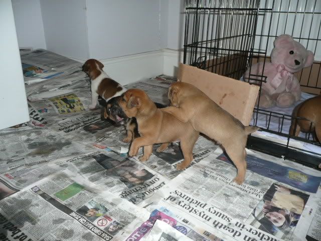 Pups007-1.jpg