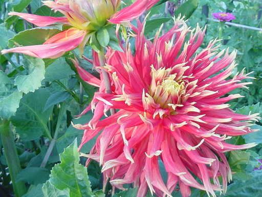 Image hosted by Photobucket.com