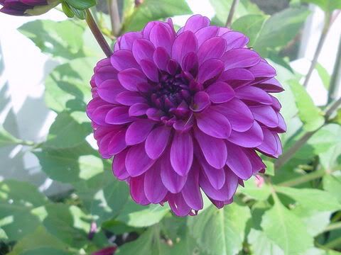 Image hosted by Photobucket.com