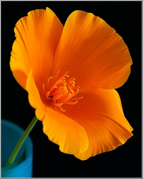 IMAGE: http://img.photobucket.com/albums/v190/homerdog/flower.jpg