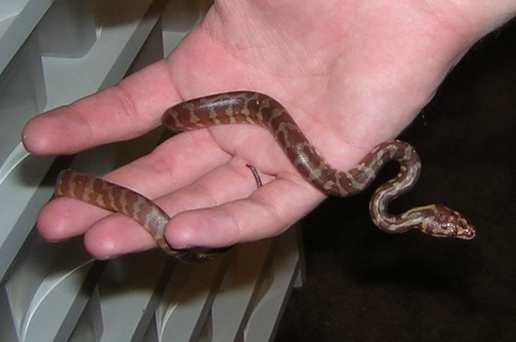 pythoninnickshand.jpg