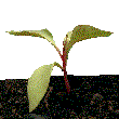 plant276.gif