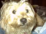 cairnterrier Avatar