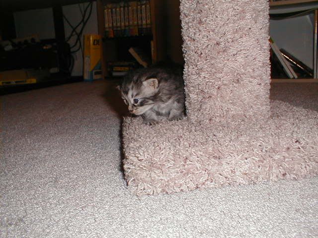 Image hosted by Photobucket.com