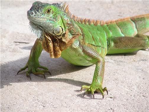 lizards iguana