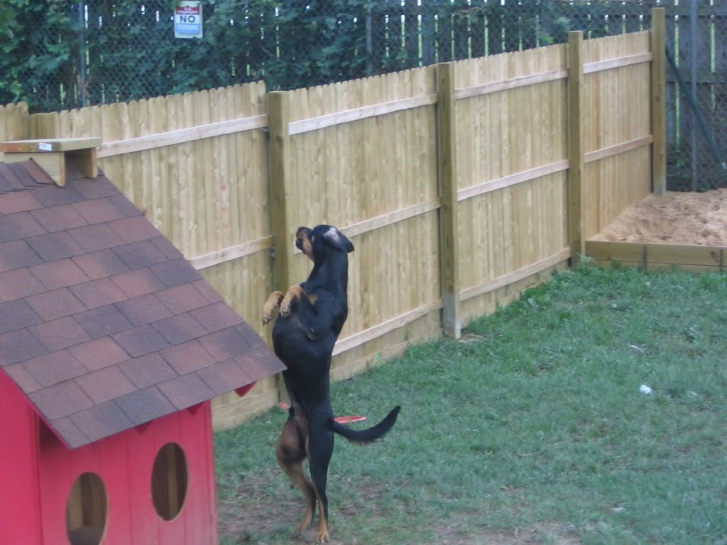 Vwvortex Com Post Your Dog House