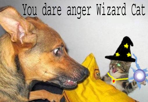 Wizardcat.jpg