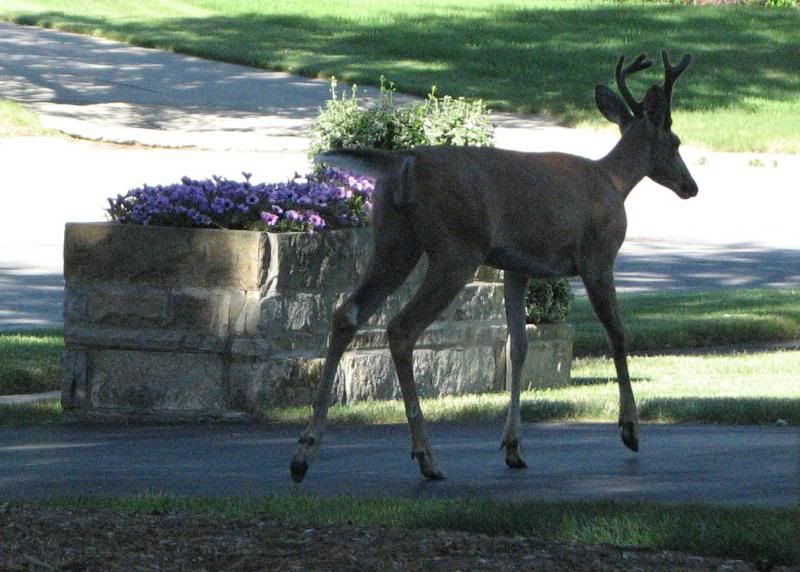 photo DEER-2.jpg