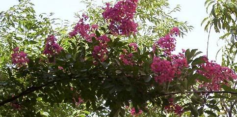 LAGERSTROEMIA.jpg