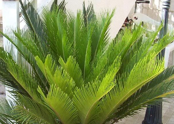 CYCAS2.jpg