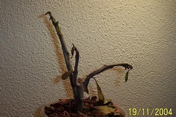 adenium-adesso.jpg