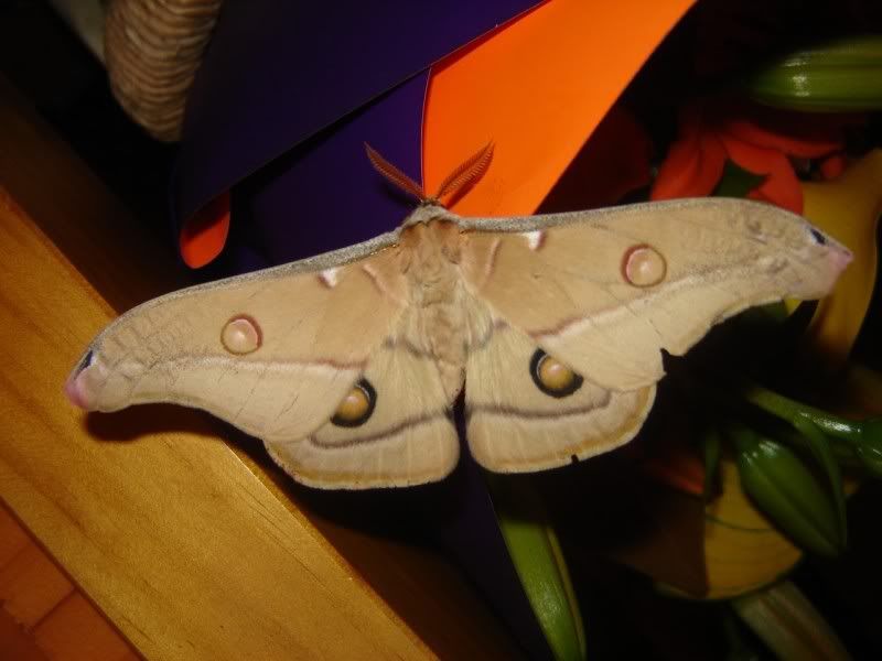 gummoth.jpg