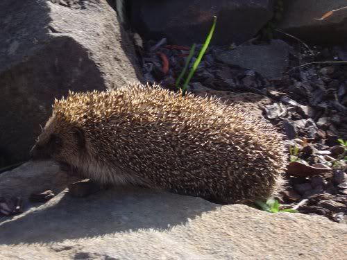 hedgehog2.jpg