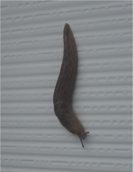 slug1.jpg