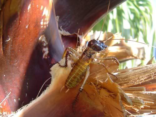 treeweta2.jpg