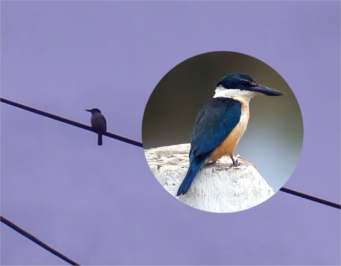 kingfisher.jpg