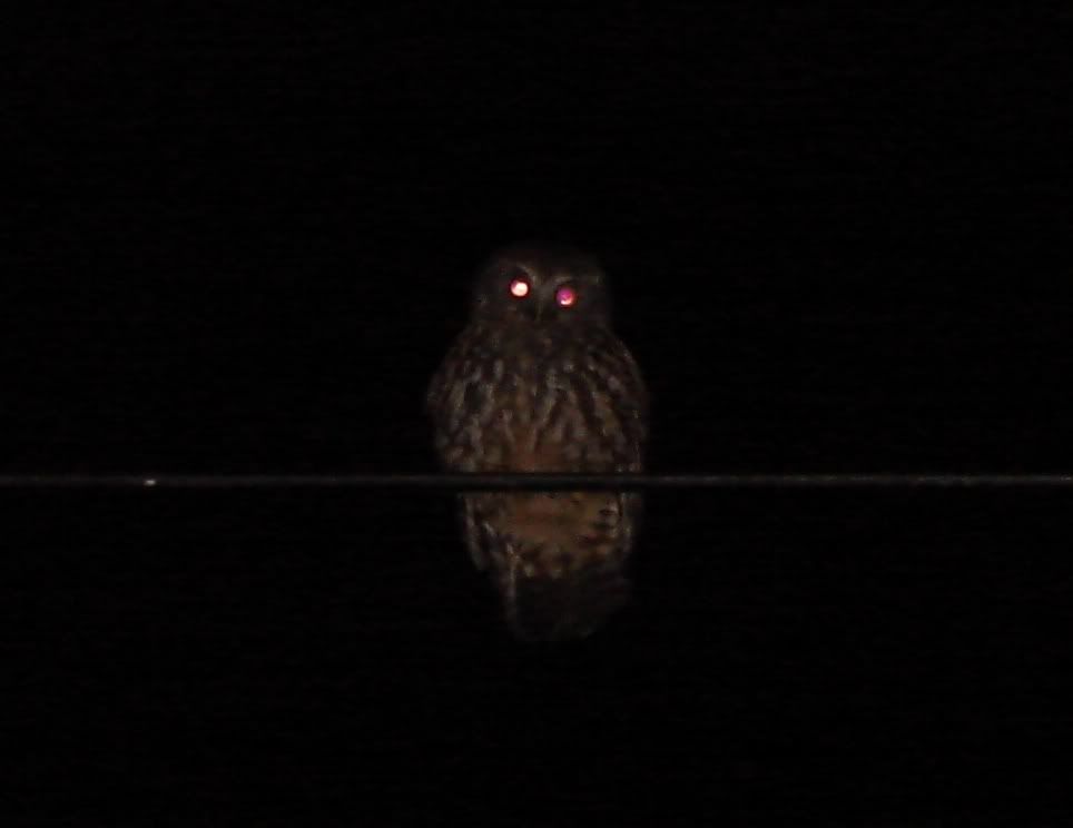 morepork1.jpg