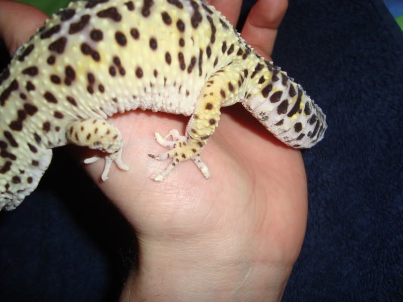 leopard gecko help - page 2 - reptile forums