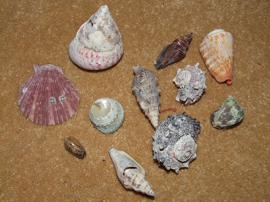 DSCF5215.jpg