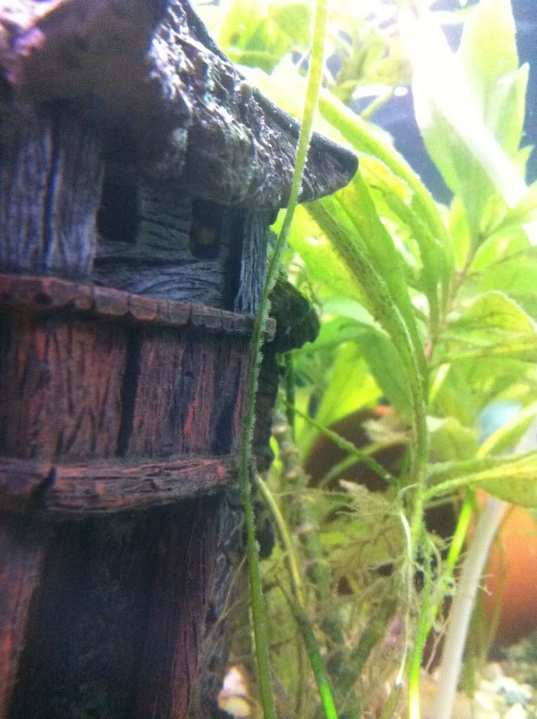 Bristlenose Catfish Eggs! With Pics! 123744