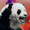 panda Avatar