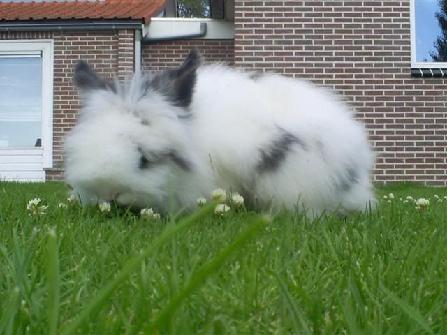 Afbeelding