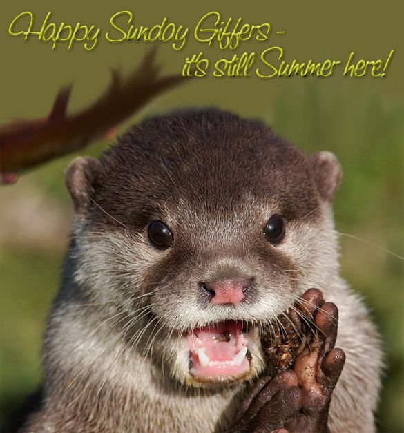  photo SummerOtter.jpg