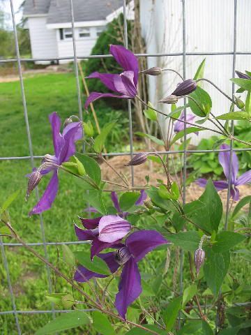 Clematis Harlow Carr