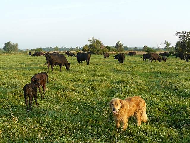 Biscuit checking the cows with me