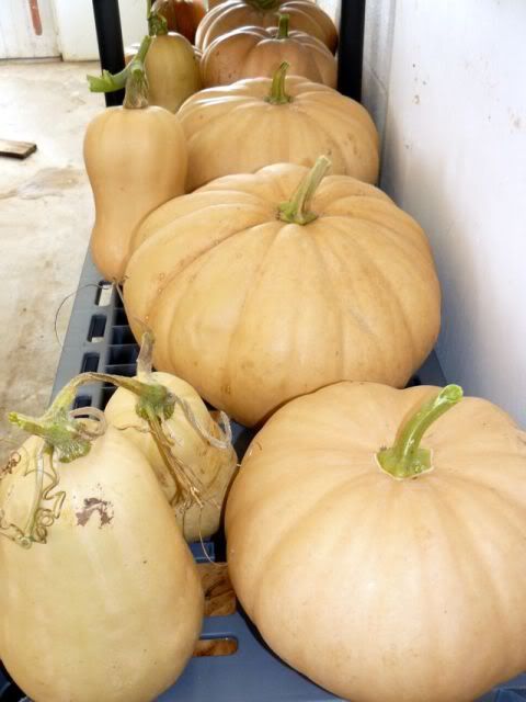Squashes on shelf in Milk Parlor