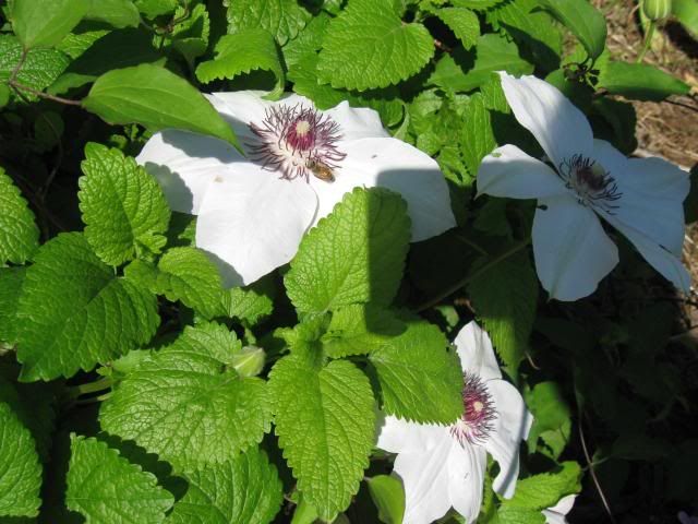 Henryi Clem in Cellar Bed with lemon balm and honey bee photo IMG_0194_zps2f101605.jpg