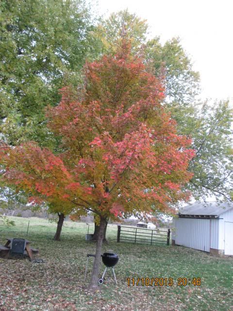 October Glory Red Maple turning very late 2013 photo IMG_0336_zps7083167a.jpg