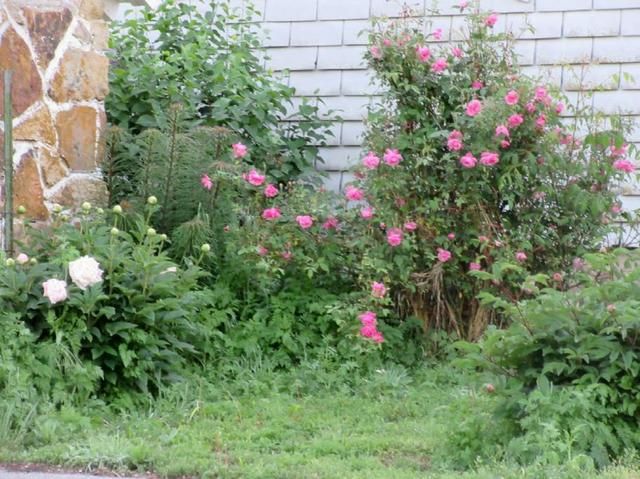  photo Well house bed with oldest rose a china_zpsqc0sbrxs.jpg