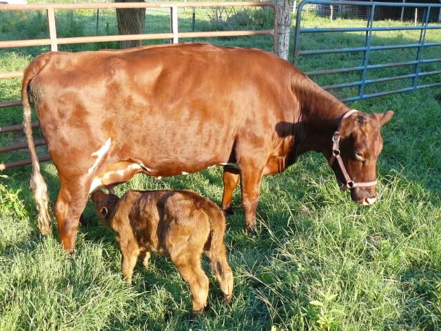 First Picture, one-day old  Willow and Ginger