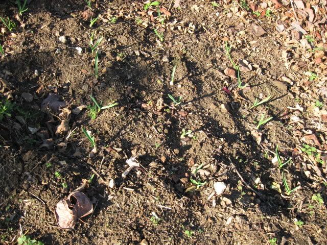 New garlic planting