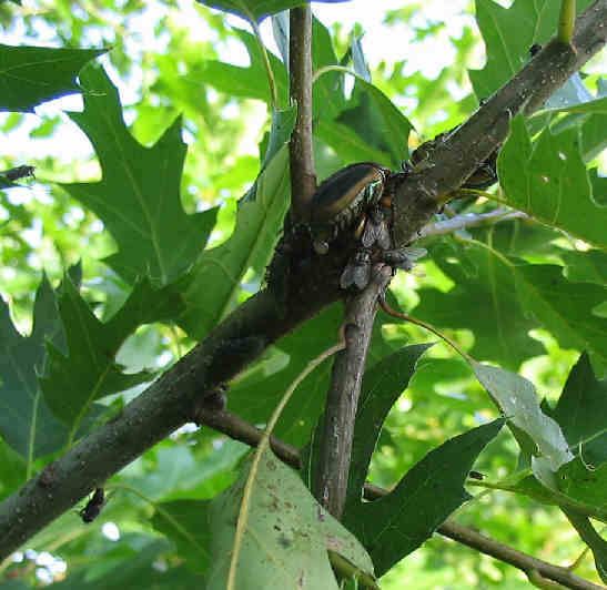 Damage on Oak Tree by June Bugs??? pics