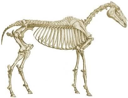 horse_skeleton.jpg